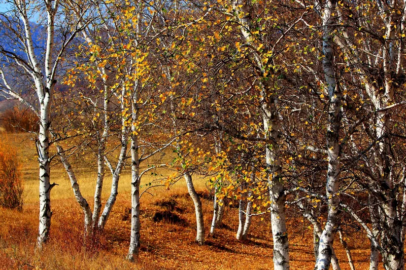 Image d'une forêt en automne