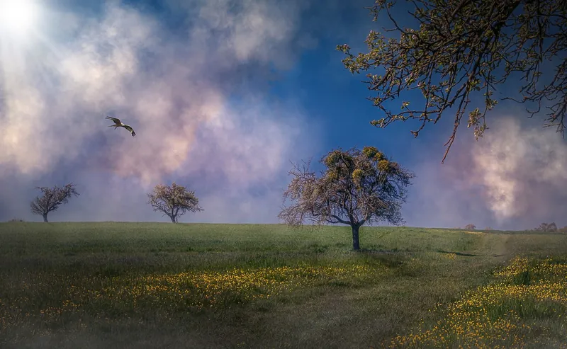 Image d'une prairie avec quelques arbres, des fleurs jaunes et un oiseau blanc qui plane