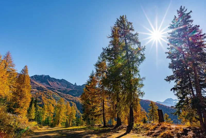 Image d'un chemin boisé de sapin d'un côté et d'un paysage montagneux au fond