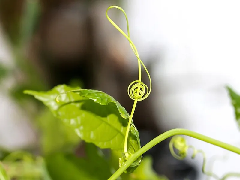 Image d'une plante dont une tige forme une clé de sol